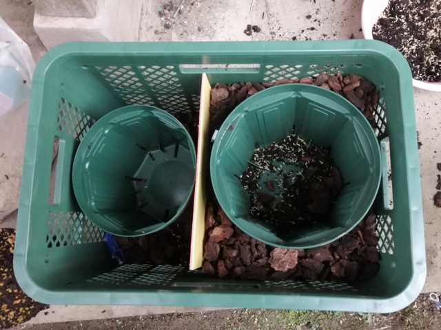 ブルーベリー コンテナ 二種植え