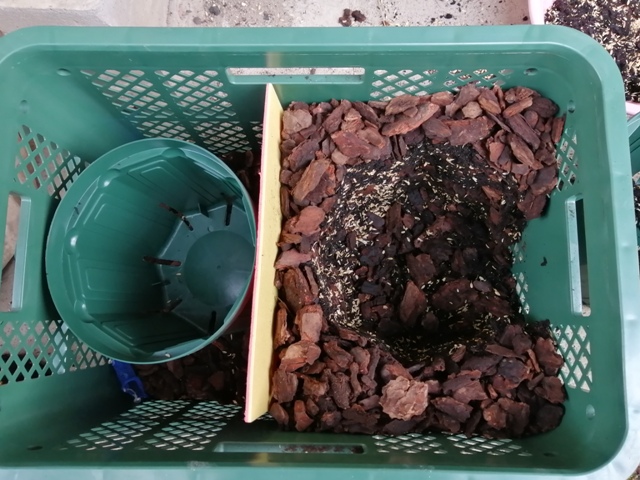 ブルーベリー コンテナ 二種植え