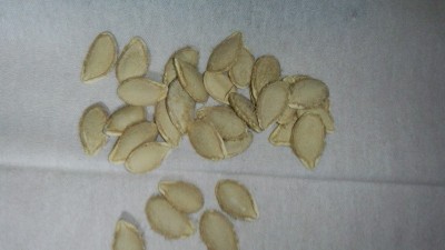 バターナッツ（かぼちゃ）　栽培