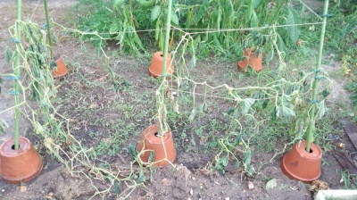 バターナッツ　かぼちゃ　栽培　植え替え