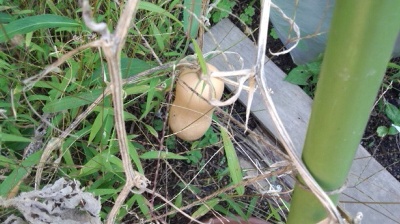 バターナッツ　かぼちゃ　栽培　実