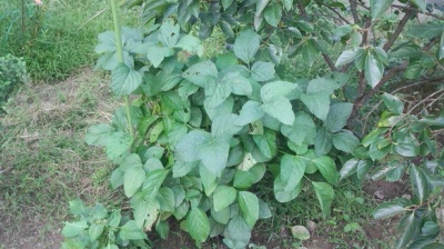 丹波黒大豆　栽培